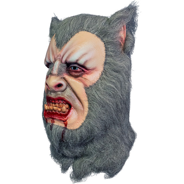 Werewolf mask, left side view, head and neck. Pointed canine ears on top of head, Gray fur surrounding entire pale fleshy face, red-rimmed blue eyes, gray fur on bridge of nose, snarling mouth underbite with fangs, blood dripping down chin.