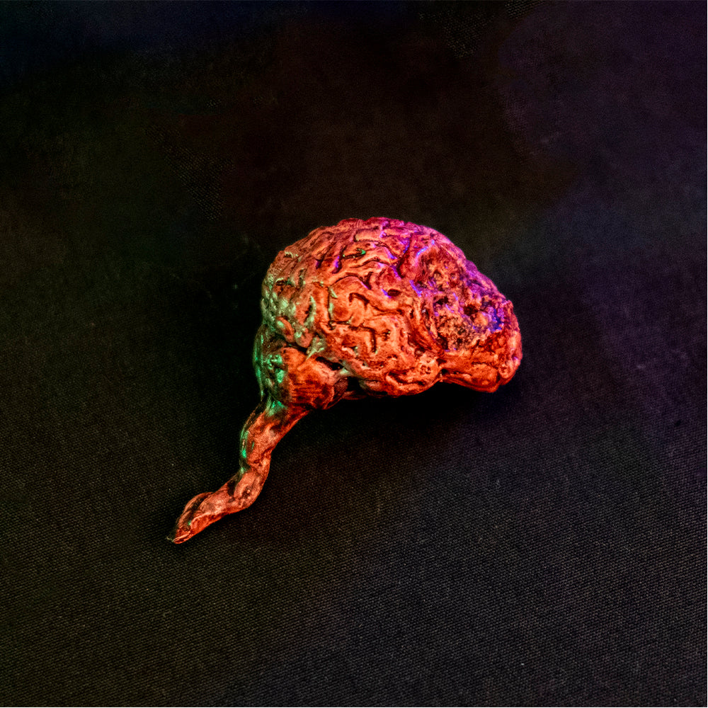Pink brain accessory, including brain stem.
