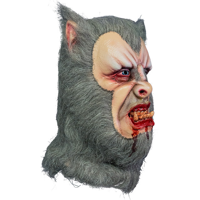 Werewolf mask, right side view, head and neck. Pointed canine ears on top of head, Gray fur surrounding entire pale fleshy face, red-rimmed blue eyes, gray fur on bridge of nose, snarling mouth underbite with fangs, blood dripping down chin.