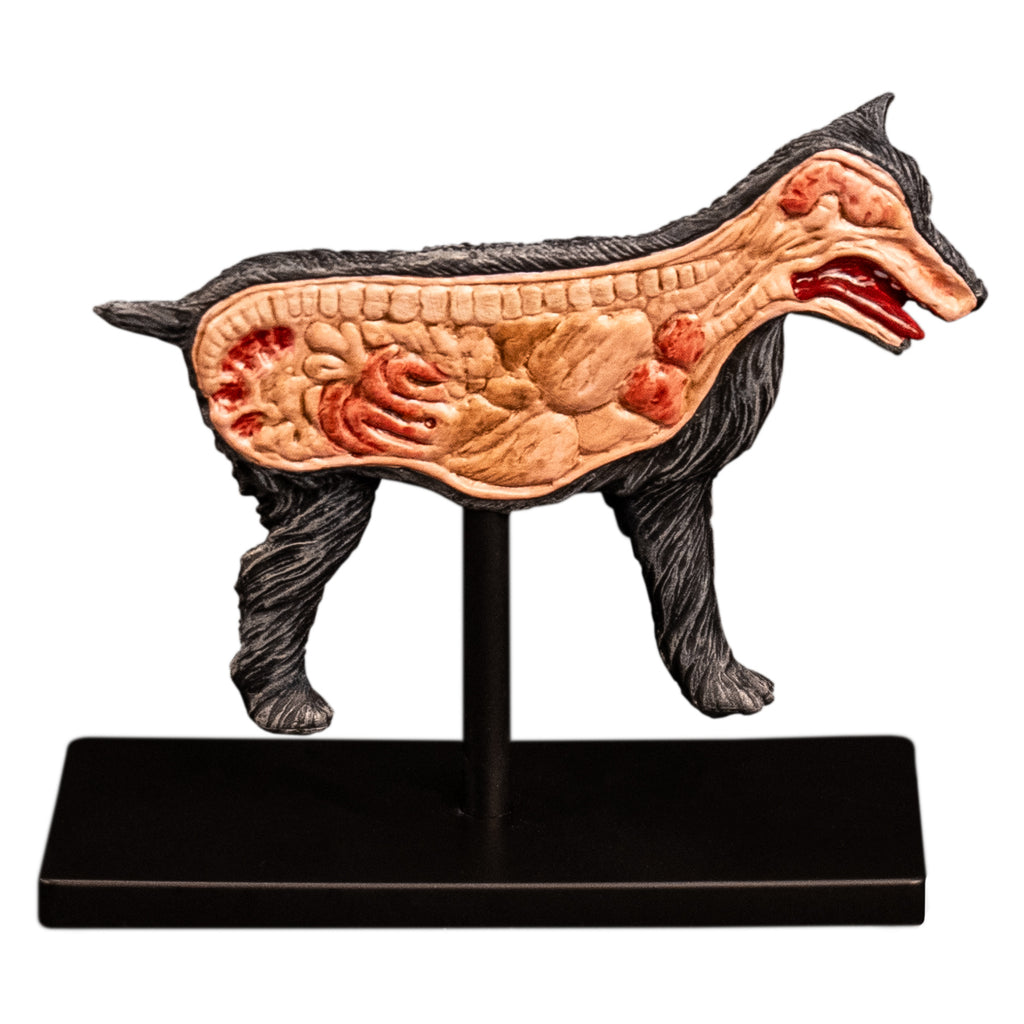 anatomical figure of dog cut in half view. all set on black stand