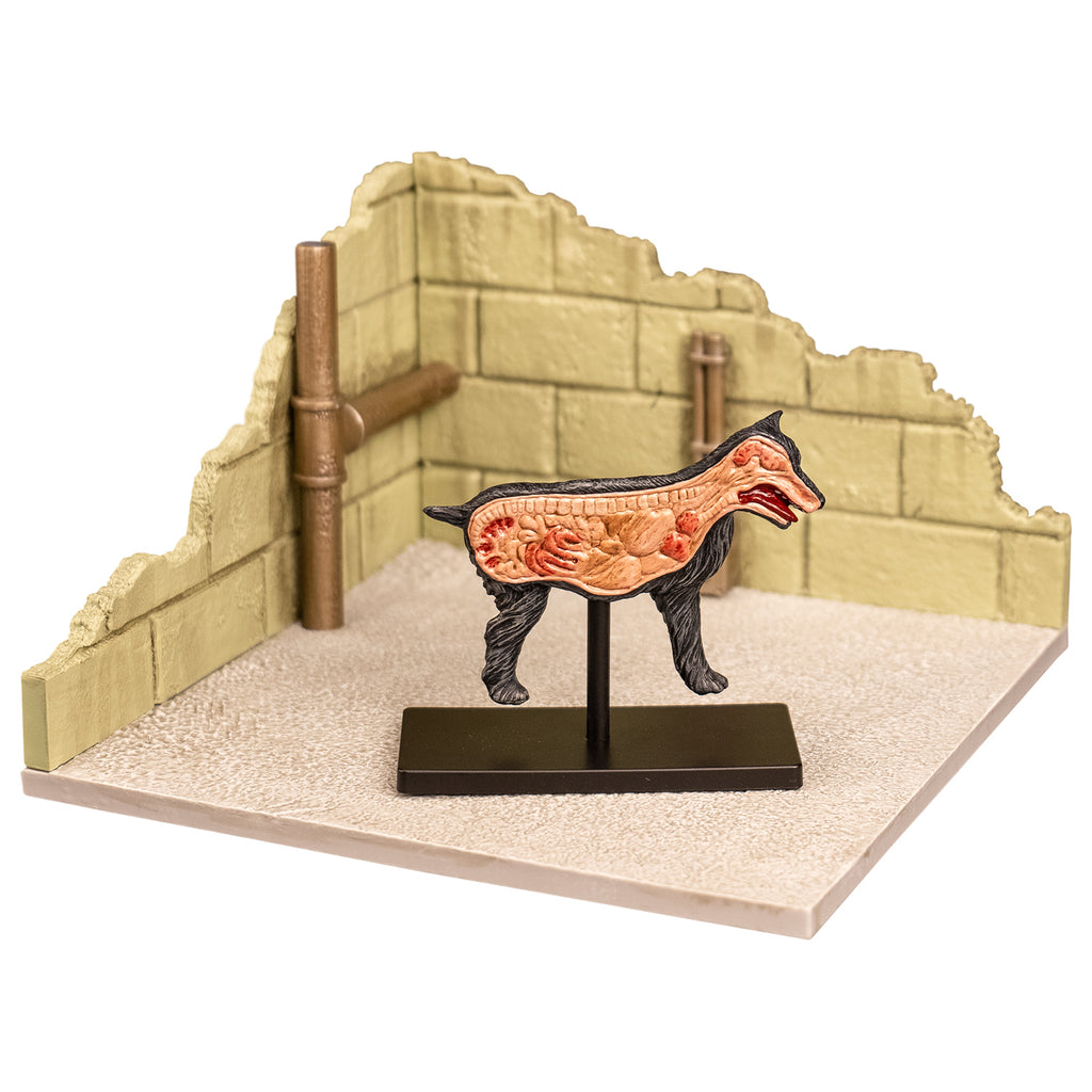 anatomical figure of dog cut in half view, set on black stand.  Placed on cement-look gray base with broken cement block walls on two sides, plumbing and electrical details shown.