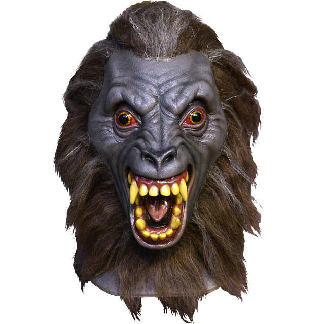 Front view.  Werewolf head and neck.  Brown and gray fur around face.  Gray skin, orange bulging eyes.  Open snarling mouth with yellow teeth and fangs