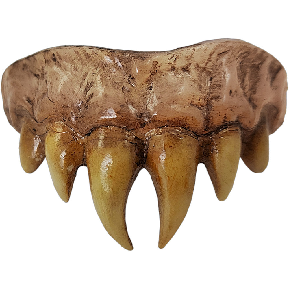 Costume teeth.  Upper teeth only.  Enlarged center fangs, surrounded by smaller fangs, brown and dirty.  Set in pale pink and brown gums.