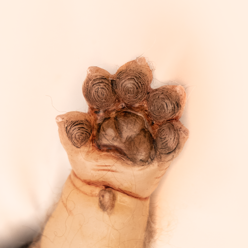 Close up of paw, showing pads and claws. Sparse light fur on arms.
